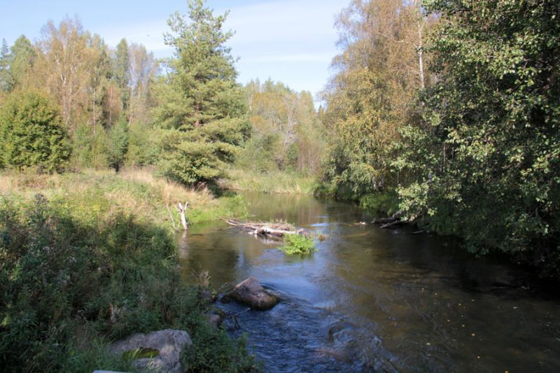 речка в Лен обл.