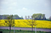 Германия. Бурно колосится экологическое топливо.