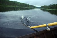 Родео-сборы в Финляндии(Лиекса)2012, август. На лодочке.