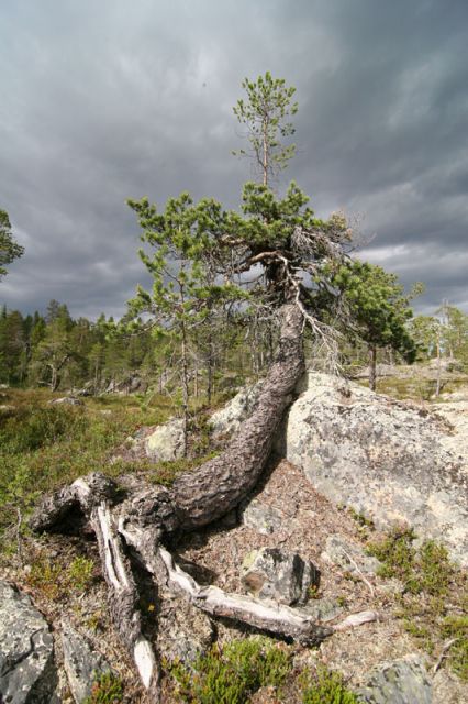 ШВЕЦИЯ, Piteälven (Trollforsarna), 2012.